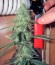 Jack Herer Auto fem конопля
