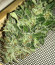 American Pie fem (Pyramid Seeds) семена конопли
