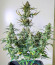 Auto Zkittlez fem (Advanced Seeds) семена конопли