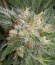 Bubba Kush fem (Dinafem Seeds) семена конопли