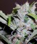 CBD Cherry Kush fem (Sumo Seeds) семена конопли