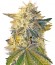 CBD Kong's Kush fem (Sumo Seeds) семена конопли