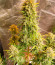 Critical XXL Auto fem (Herbies Seeds) семена конопли