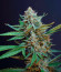 HighCloudZ Auto fem от Green House Seeds семена конопли