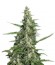 Pandora Auto fem (Paradise Seeds) семена конопли