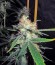 Pineapple Skunk fem (Humboldt Seeds) семена конопли
