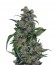 Tank fem (VIP seeds) семена конопли