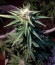Watermelon Zkittlez fem (Pyramid Seeds) семена конопли