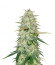 Wedding Cake fem (Cali Buds Seeds) семена конопли