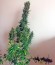 White Widow XXL Autoflowering fem семена конопли
