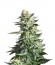Amnesia Haze fem (Royal Queen Seeds) семена конопли