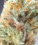 CBD Cherry Kush fem (Sumo Seeds) семена конопли