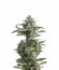Critical Cheese Autoflowering fem (Dinafem Seeds) семена конопли