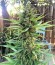 Grand Heft Auto fem (Dr. Krippling Seeds) семена конопли