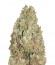 Krippleberry Auto fem (Dr. Krippling Seeds) семена конопли