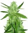 Lemon Skunk fem сорт конопли Green house seeds