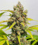 Original Clon fem (Blimburn Seeds) семена конопли