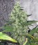 1024 fem (Medical Seeds) семена конопли