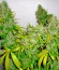 AK 47 reg (Serious Seeds) семена конопли