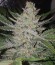 Amnesia Haze Auto Fem (Vision Seeds) семена конопли