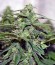 Auto New York City fem (Pyramid Seeds) семена конопли