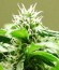Auto Speed Bud fem (Female Seeds) семена конопли