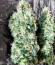 Blue Acid Auto fem (Kalashnikov Seeds) семена конопли