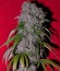 SexBud fem (Female Seeds) семена конопли