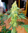 #9 Pound Hammer Fast fem (High Speed ​​Buds) семена конопли
