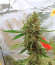 Alpujarrena fem (Pyramid Seeds) семена конопли