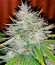 Auto White Widow fem (Dutch Passion) семена конопли
