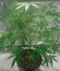 Bulk Smash Auto fem (Dr. Krippling Seeds) семена конопли