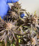 Grandaddy Banner fem (AlphaFem Seeds) семена конопли