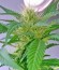 White Widow fem (Vision Seeds) семена конопли
