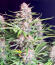 Bruce Banner Autoflower fem (Seedkeepers) семена конопли
