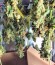 Lemon Skunk fem урожай сорта Green house seeds