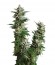 Auto Pyramid fem (Pyramid Seeds) семена конопли