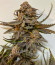 Bruce Banner # fem (AlphaFem Seeds) семена конопли