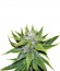 Chemdog fem (Green House Seeds) семена конопли