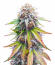 Keep Frosted Guava Autoflower fem (Seedkeepers) семена конопли