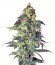Northern VIP fem (VIP seeds) семена конопли