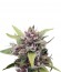 Purple Ryder #2 auto fem (Joint Doctor) семена конопли