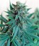 Royale Haze fem (Dinafem Seeds) семена конопли