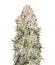 Skunk Special fem (Female Seeds) семена конопли