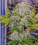 Super Bud Auto fem (Green House Seeds) семена конопли