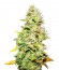 White Widow fem (Medical Seeds) семена конопли