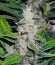White Russian fem (Serious Seeds) семена конопли