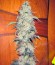 Acid fem (Paradise Seeds) семена конопли