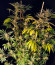 Lemon Orange fem (Green House Seeds) семена конопли