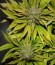 Blue Power fem (Vision Seeds) семена конопли